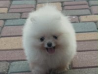 Ankarada ziyarete açık ayı surat pomeranian