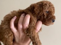 2 aylık safkan toy poodle