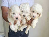 Maltese terrier yavrular