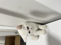 Brıtısh shorthair kedimiz