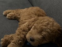 3 Aylık Yavru Toy Poodle
