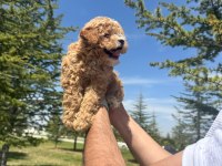 Yüksek kalite Dişi Maltipoo bebeğimiz