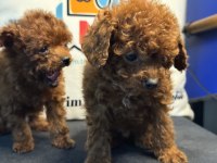 Yasal ruhsatlı çiftlikde ziyarete açık tea cup  poodle