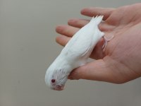 Yavru Forpuslar