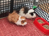 Guinea pig sağlıklı erkek ve dişi