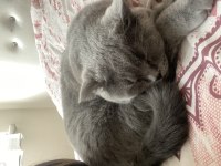 british shorthair kısırlaştırılmış erkek