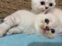 Mavi gözlü yavru scottish fold