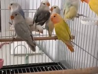 10 Adet Sevda Papağanı