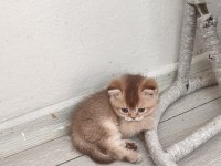 British shorthair ve longhair