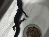 Black night leopard gecko