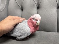 YAVVRU GÜL KAKADU PAPAĞANI