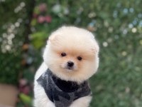Orjinal spitz olmayan pomeranian boo çocuklarımız