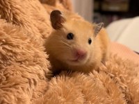 Hamster Gonzales Yavrularımız Heryere Gönderim