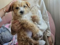 2 aylık Dişi Maltipoo