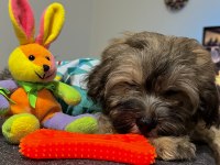 Ayı surat maltipoo yavrularımız