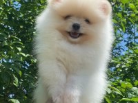 Pomeranian boo bebekler