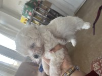 Korekan Maltese terrier