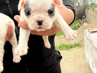 A KALİTE BULLDOG BEBEKLER