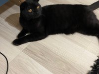 Scottish fold yavru çok güzel akıllı