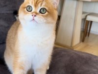 ŞECERELİ DAMIZLIK ERKEK KEDİMİZ