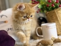 Safkan İran Persian