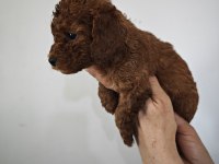 Lekesiz poodle yavrularımız