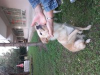 CHIHUAHUA (ŞİVAVA) DİŞİ YAVRU