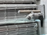 Safkan British longhair