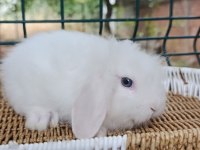 Hollanda teddy lop yavru tavşanlar