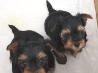 5 haftalık orjinal terrier tea cup