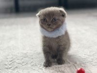 Minik scottish fold yavrularımıza yuva arıyoruz