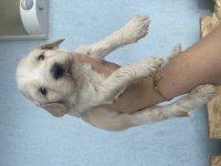 Minik maltipoo yavrularımız yeni yuvalarını bekliyor