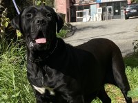 Cane corso yavrular