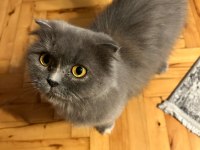 5 yaşında scootish Longhair dişi