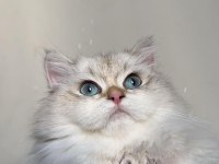 8 aylık 1 dişi ve 1 erkek British Longhair