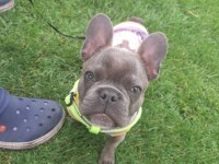 Sahiplendirmek üzere 7 aylık french bulldog