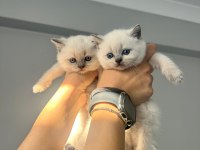 British Shorthair Kediler