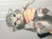 Hemen teslim mükemmel scottish fold tuvalet eğitimli
