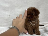 TEACUP 2 KARMA AŞILI POODLE