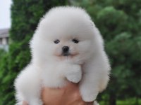 Boo Pomeranian Teddy Bear Yavrular