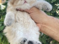 British longhair prenses henüz 40 günlük tosuncuk