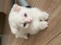 2 aylık scottish fold yavru kedimiz
