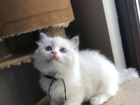 FULL ŞECERELİ RAGDOLL BİCOLOR YAVRULAR