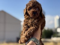 Redbrown toy poodle yavrularımız ziyarete açık