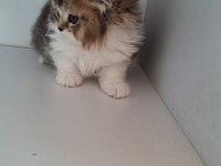 Scottish fold ve british shorthair yavrularımız