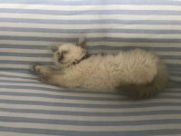 4 aylık dişi Himalayan exotic yavrumuz