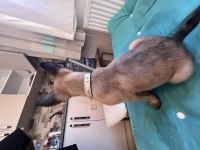 2 aylık safkan malinois