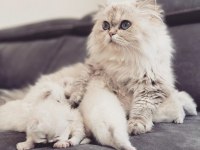 British longhair 2.5 yaşında