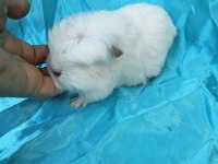 Coronet Irkı Ginepig Gönderim Mümkün