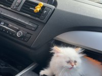 Beyaz British Longhair 2 Aylık Yavru Kum Eğitimli Dişi